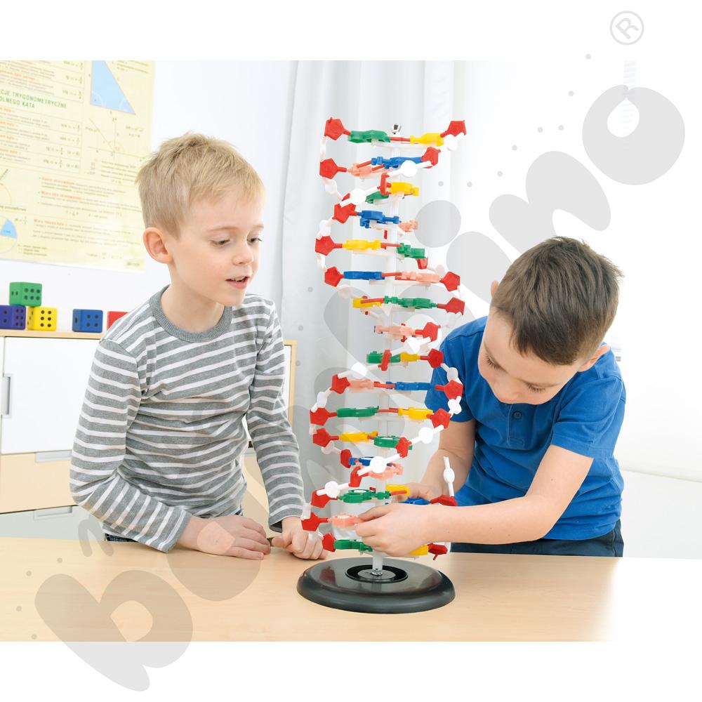 Model DNA