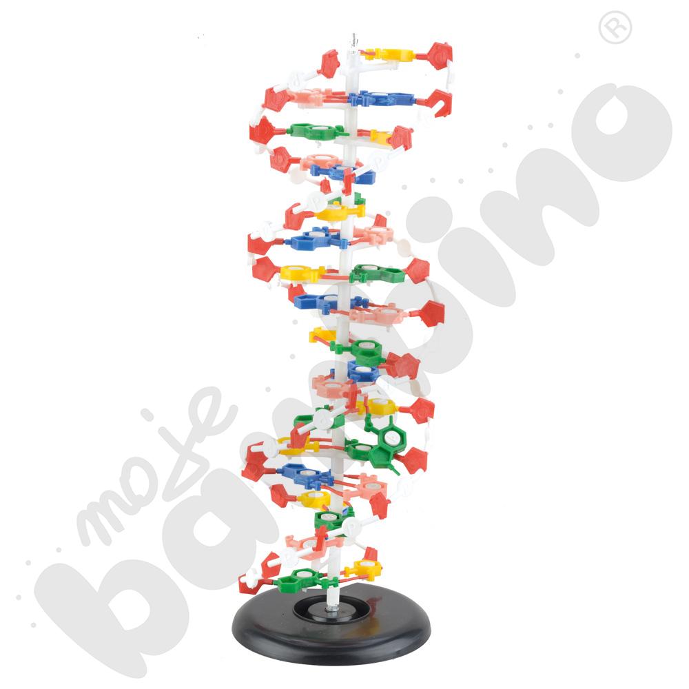 Model DNA