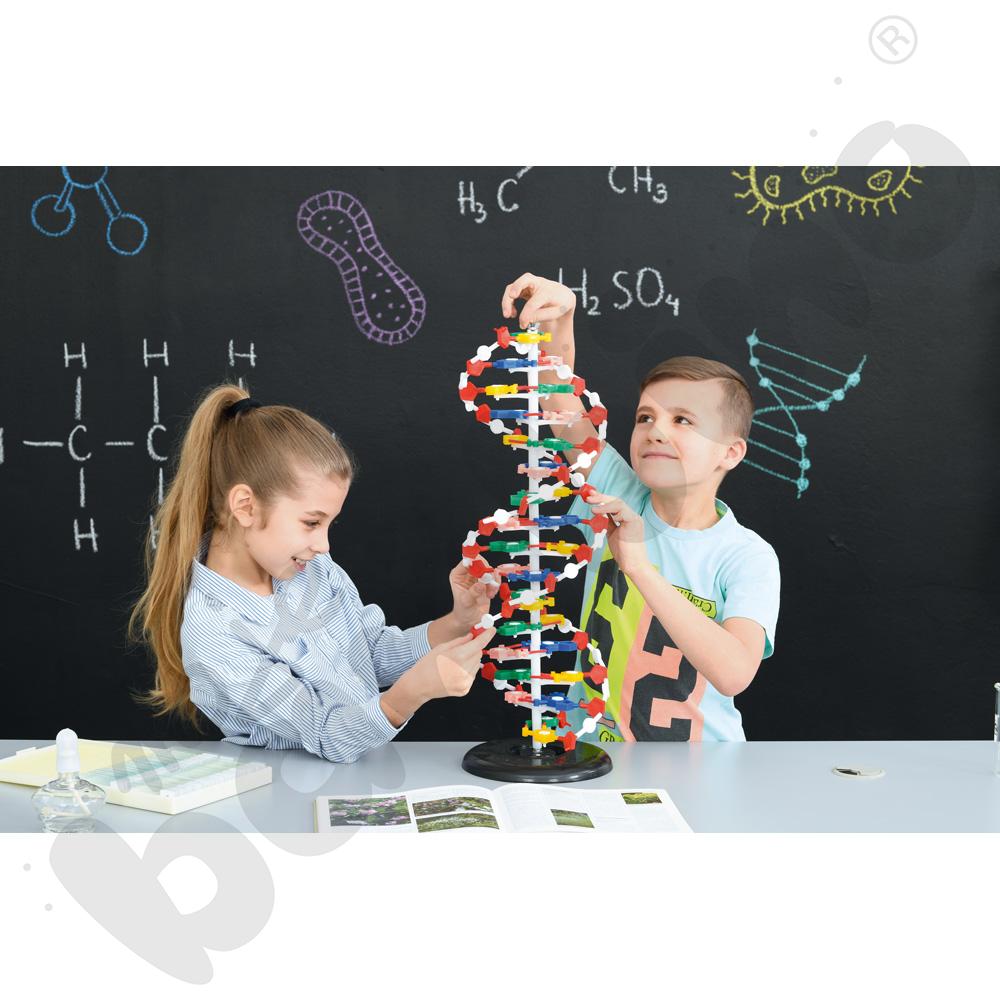 Model DNA