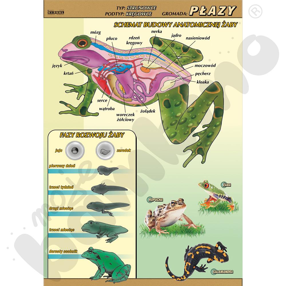 Plansza dydaktyczna - Płazy - budowa anatomiczna