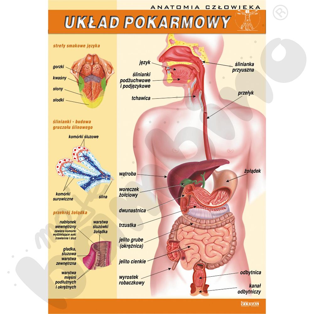 Plansza dydaktyczna - układ pokarmowy