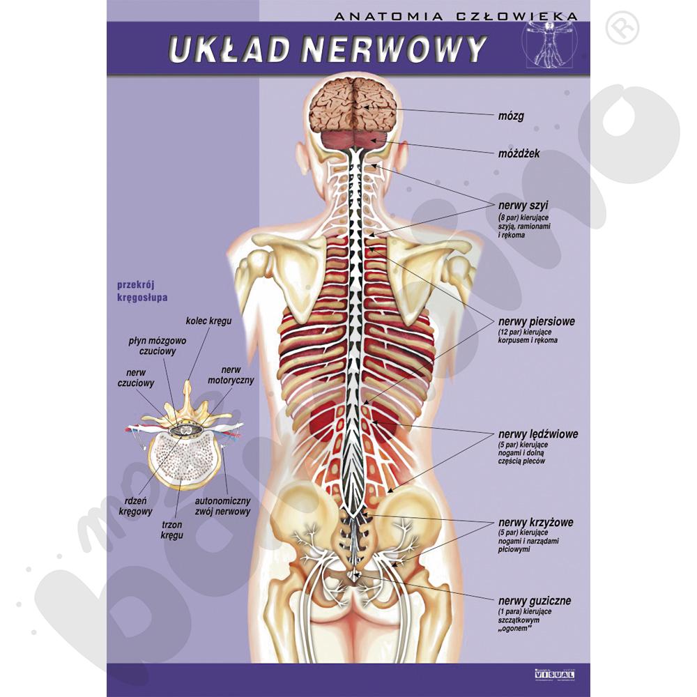 Plansza dydaktyczna - układ nerwowy