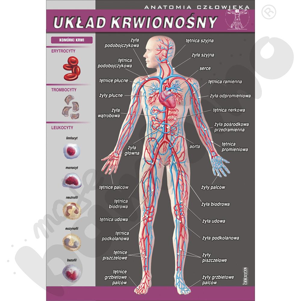 Plansza dydaktyczna - układ krwionośny