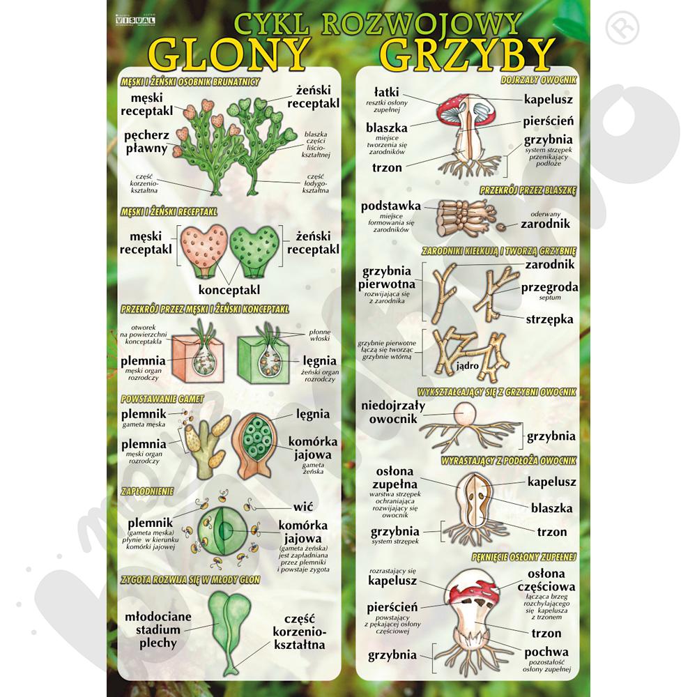 Plansza dydaktyczna - Glony i grzyby - cykl rozwojowy