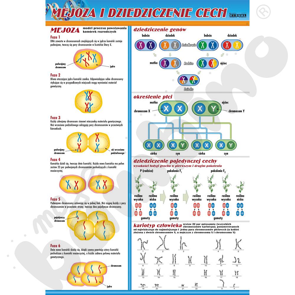 Plansza dydaktyczna - Mejoza i dziedziczenie cech
