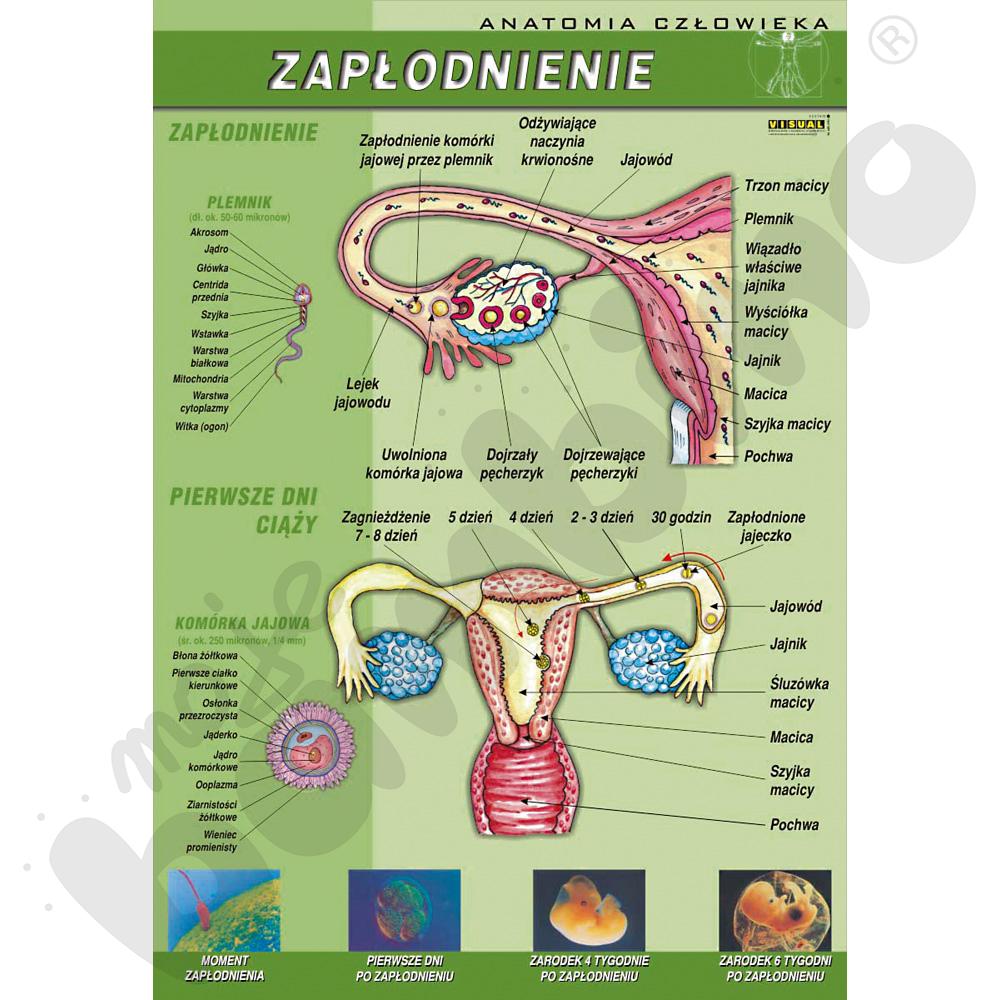 Plansza dydaktyczna - zapłodnienie