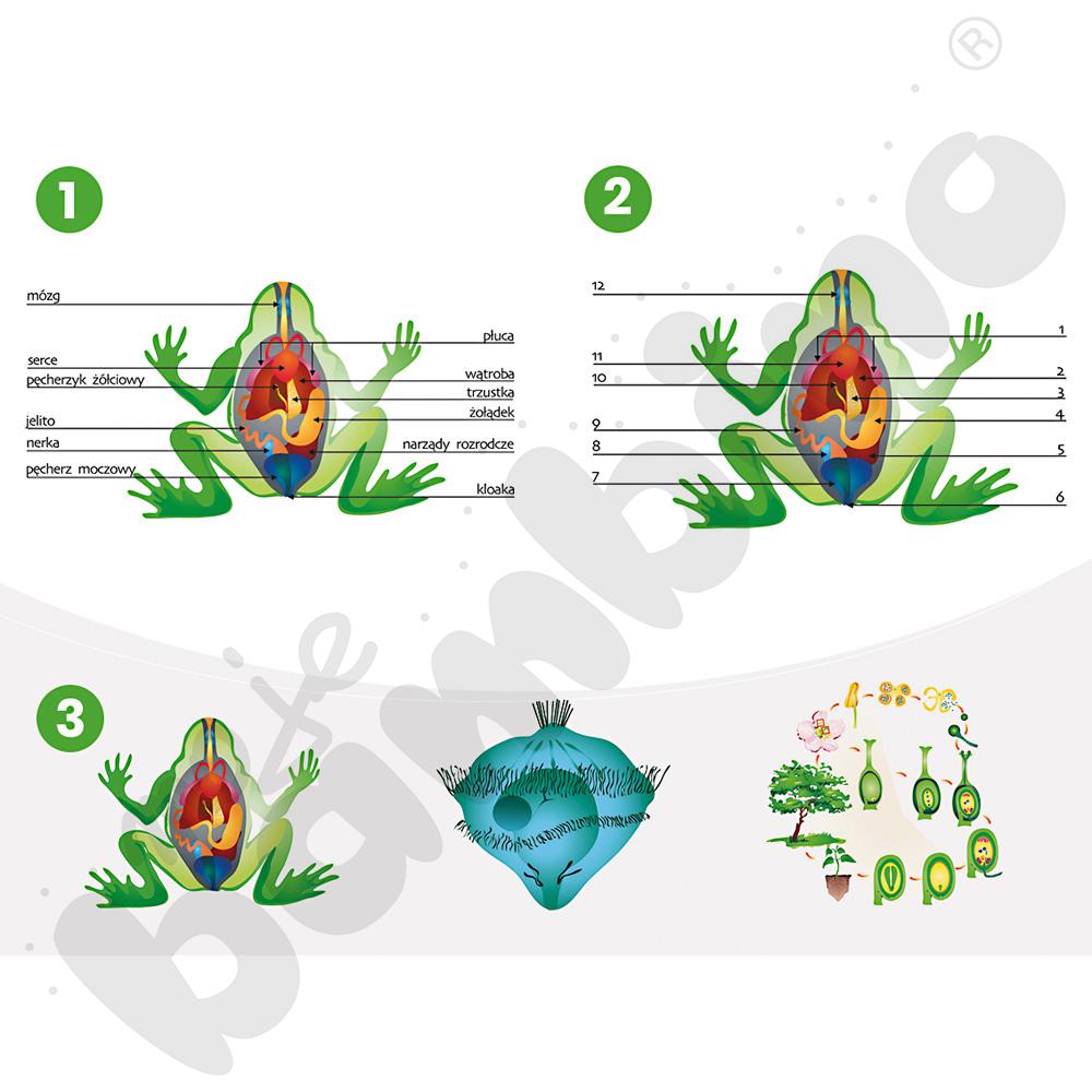 Multimedialne Ilustracje Przedmiotowe Biologia szkoła średnia