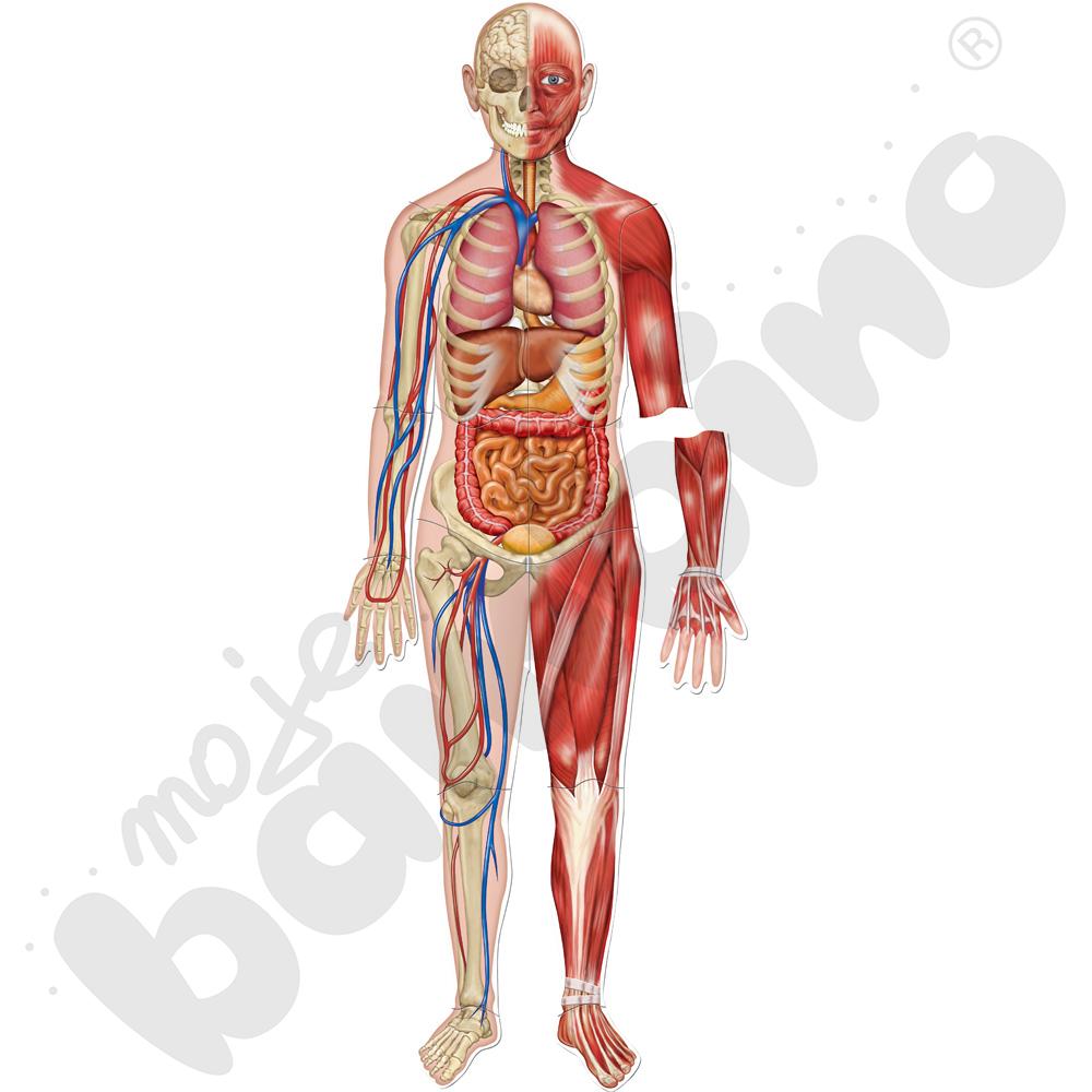 Magnetyczne plansze - Ciało człowieka