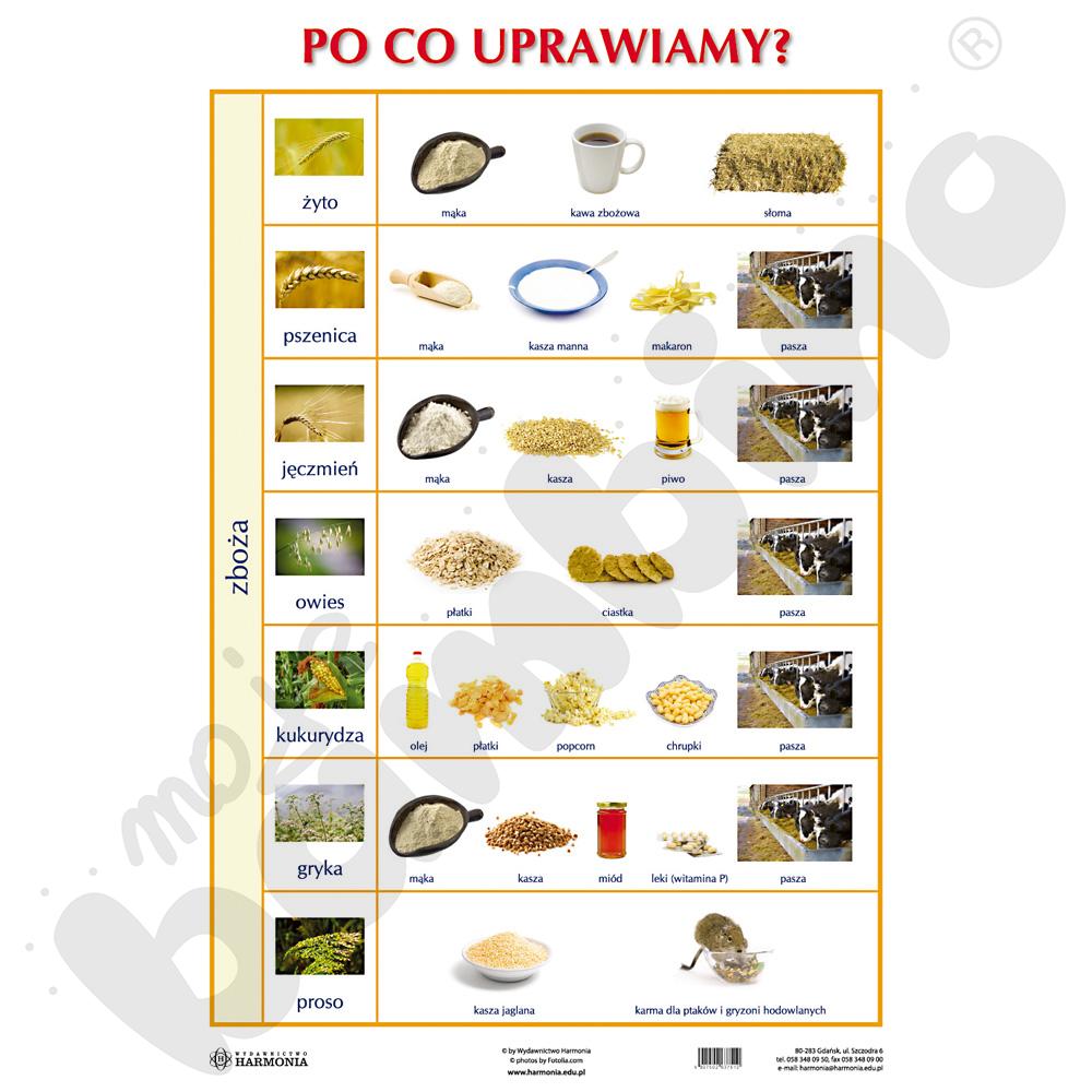 Dwustronna plansza tematyczna - Po co uprawiamy