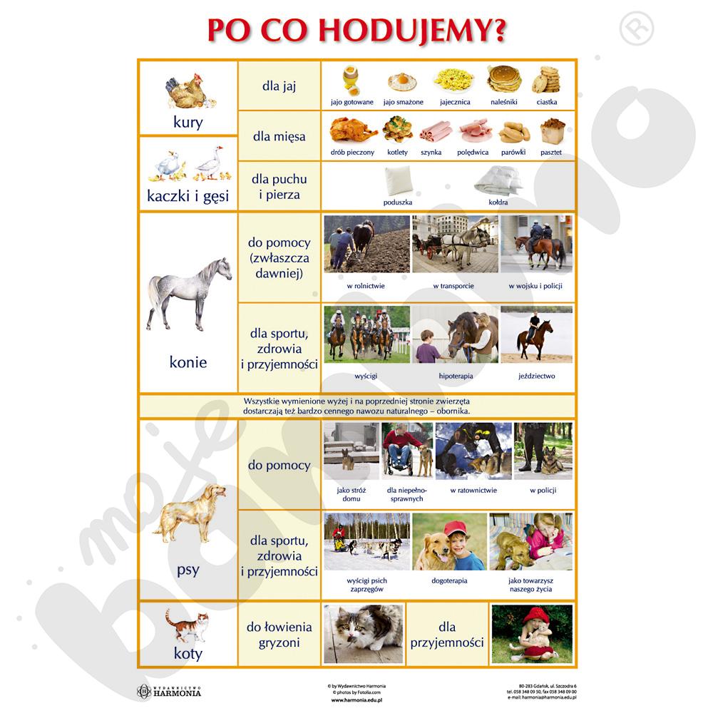 Dwustronna plansza tematyczna - Po co hodujemy