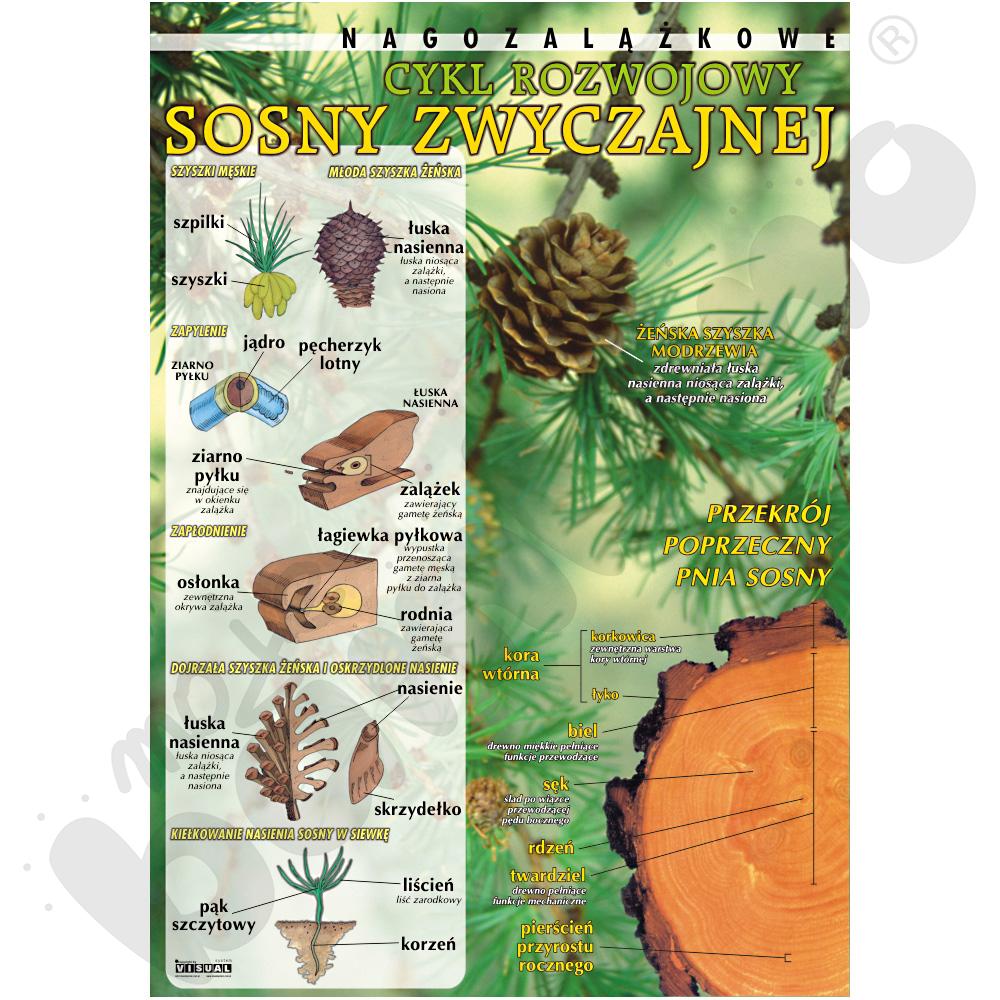 Plansza dydaktyczna - sosna zwyczajna cykl rozwojowy