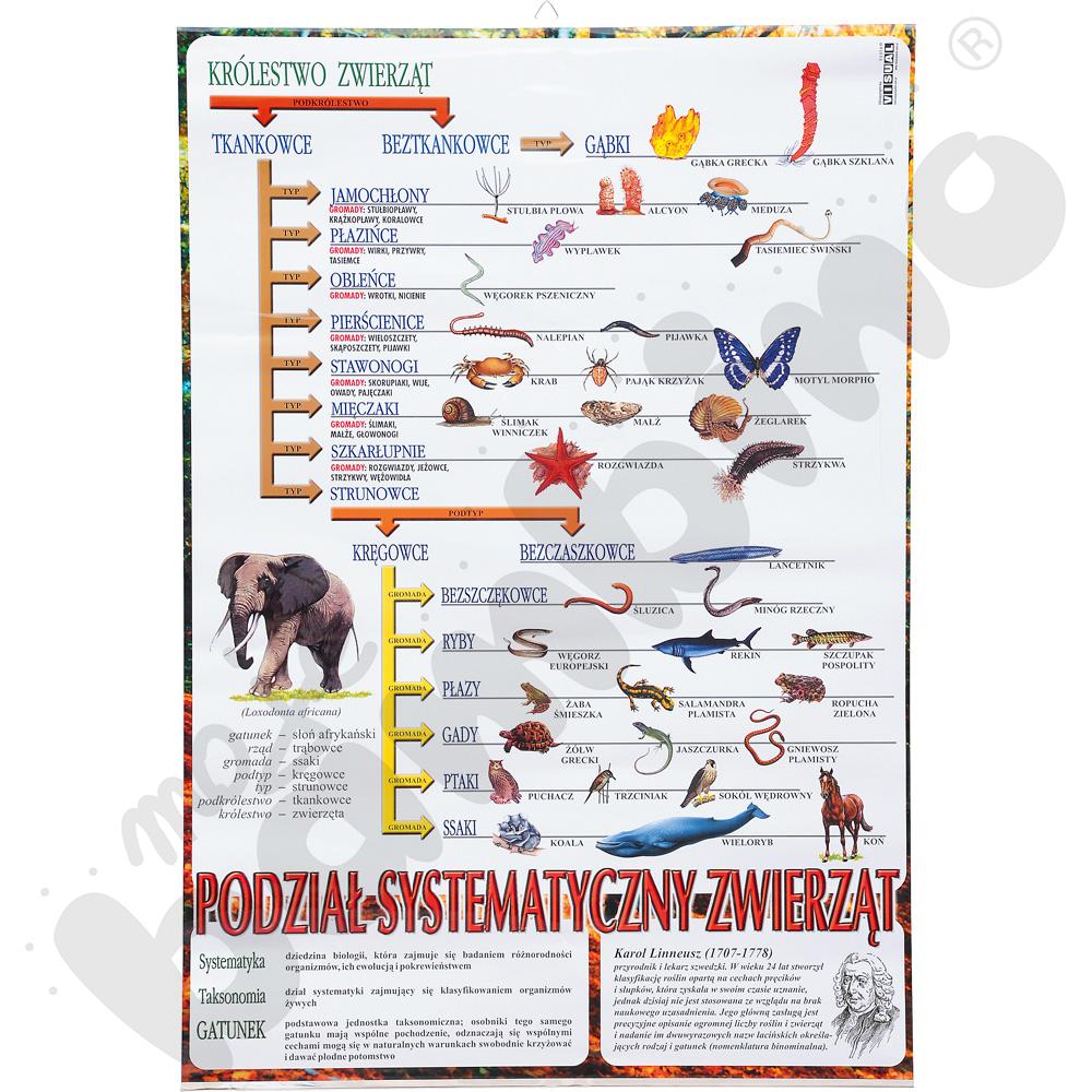 Plansza dydaktyczna - system zwierząt