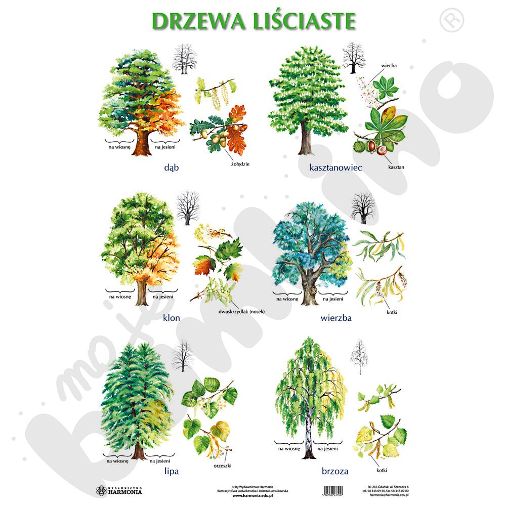 Drzewa liściaste i iglaste