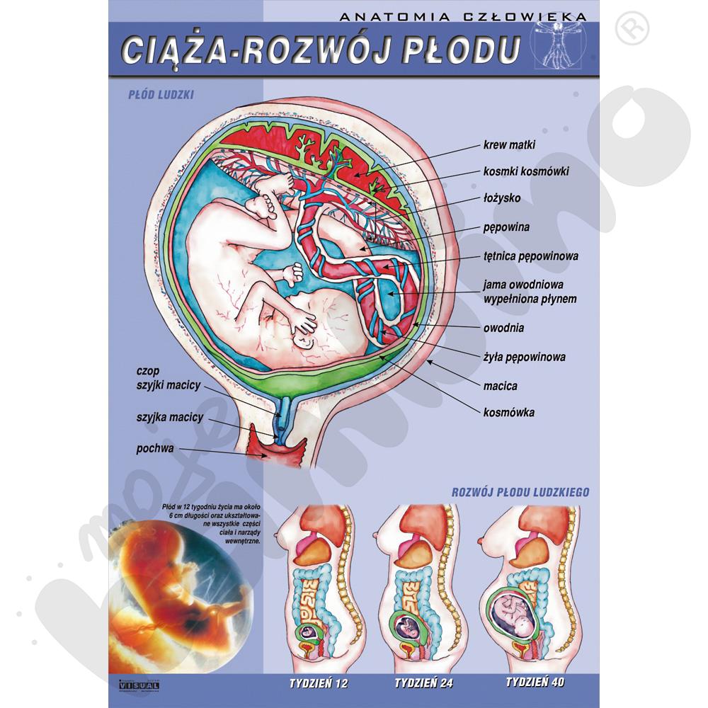 Plansza dydaktyczna - Ciąża i rozwój płodu