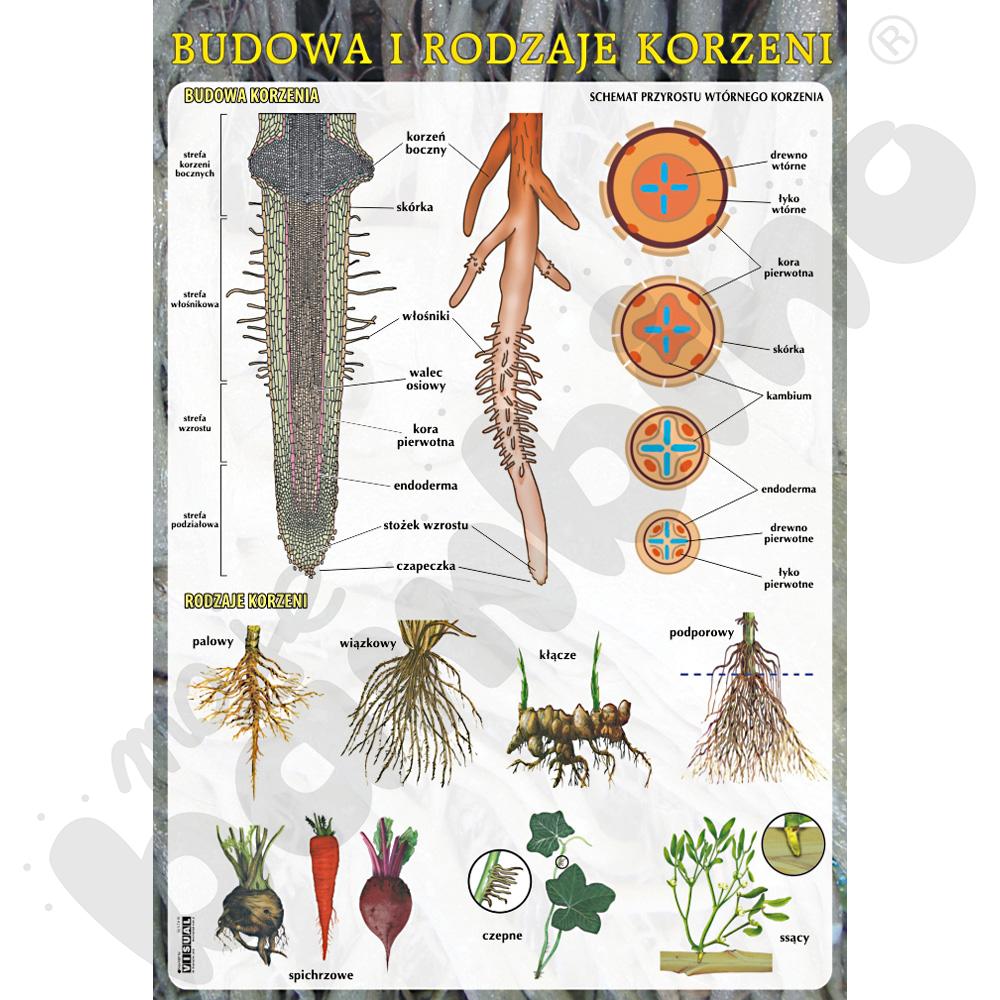 Plansza dydaktyczna - budowa i rodzaje korzeni 