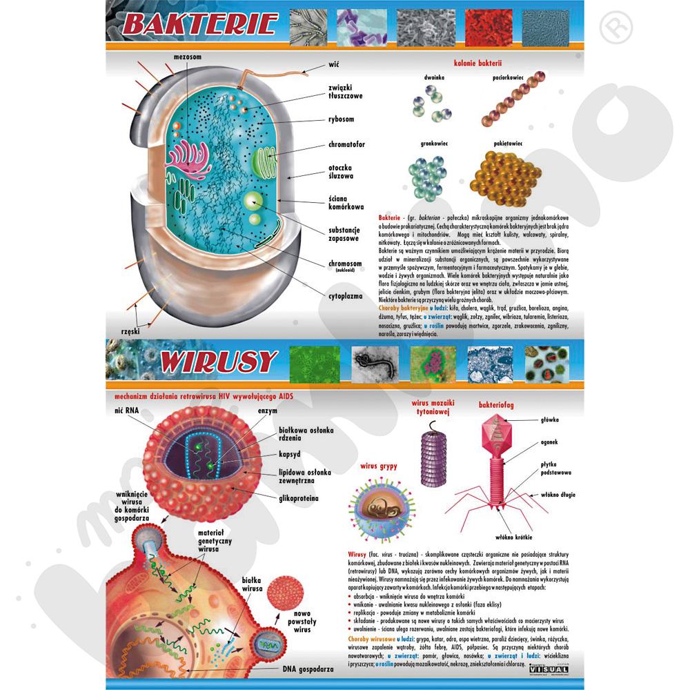 Plansza dydaktyczna - bakterie i wirusy