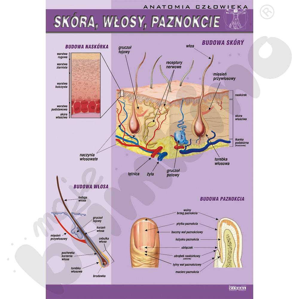 Plansza dydaktyczna - Skóra, włosy, paznokcie