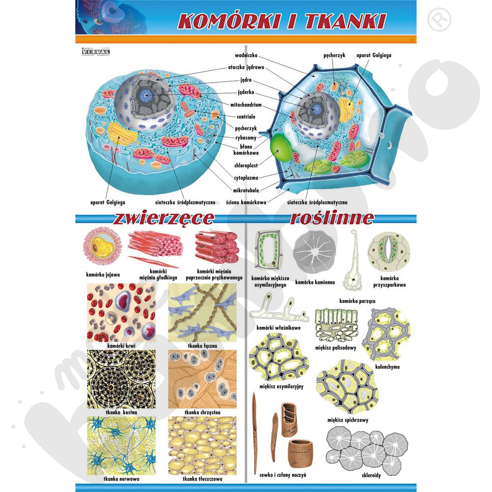 Plansza dydaktyczna - komórki i tkanki