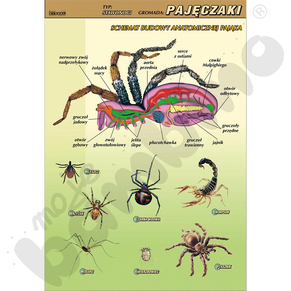 Plansza dydaktyczna - Pajęczaki - budowa anatomiczna