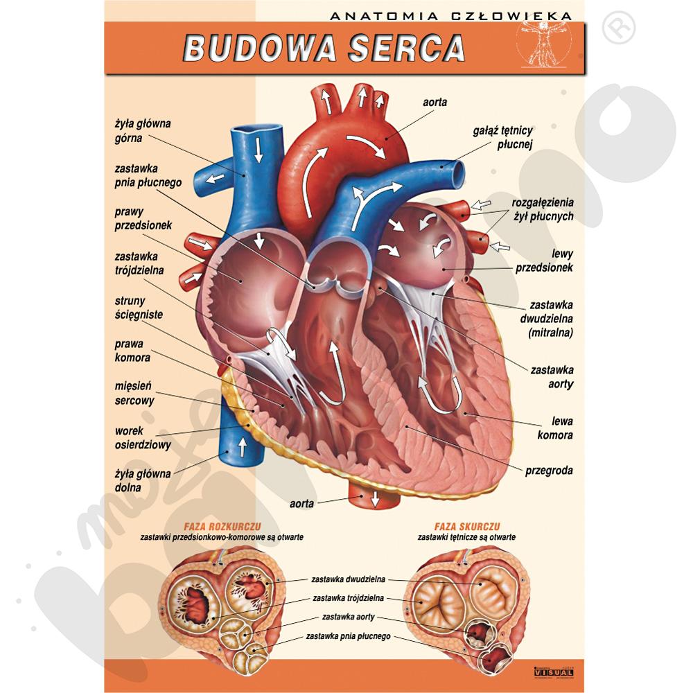 Plansza dydaktyczna - serce człowieka