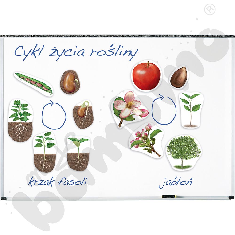 Duże magnetyczne karty - cykl życia roślin