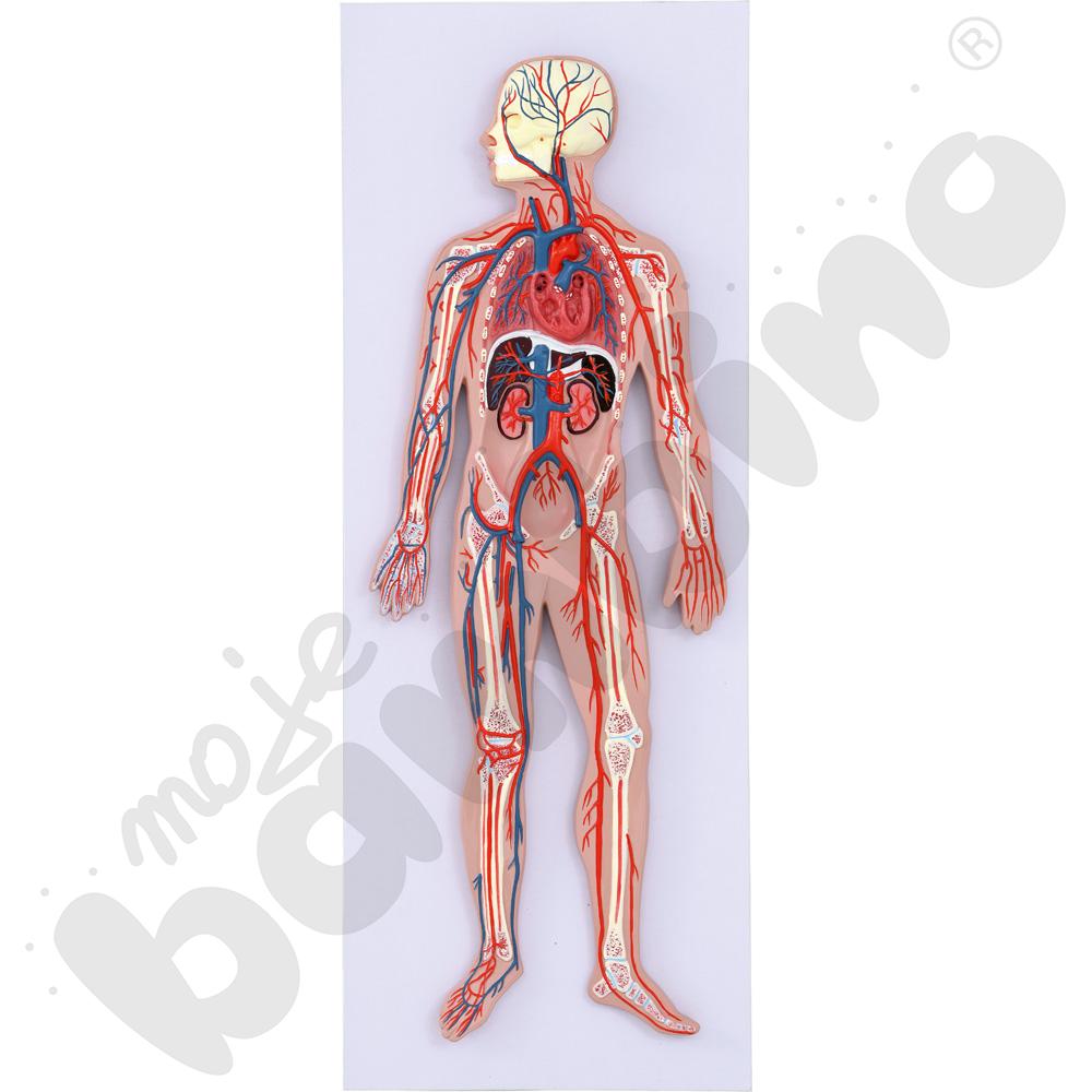 Model układu krążenia człowieka