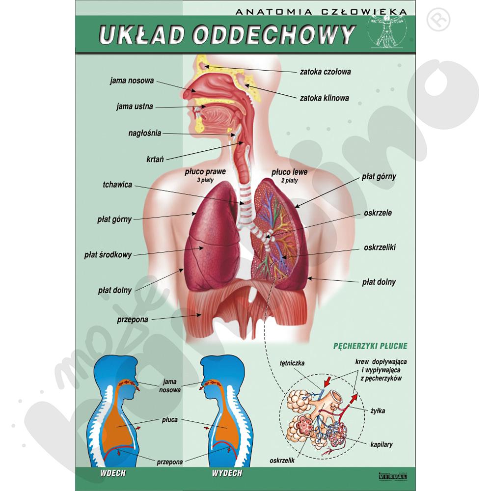 Plansza dydaktyczna - układ oddechowy