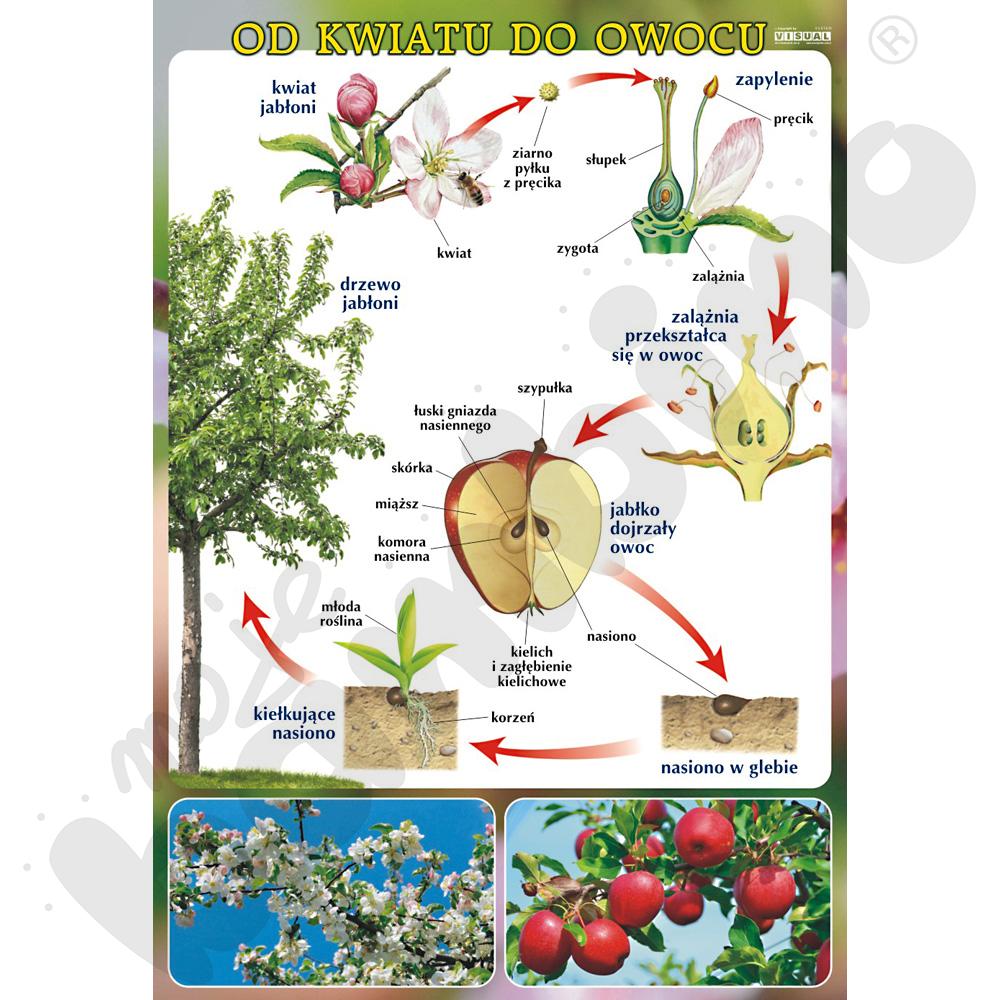 Plansza dydaktyczna - Od kwiatu do owocu