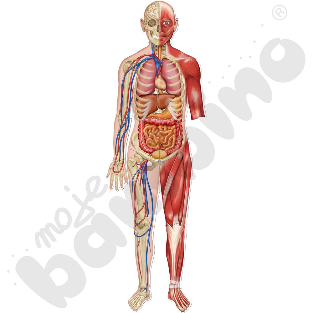 Magnetyczne plansze - Ciało człowieka