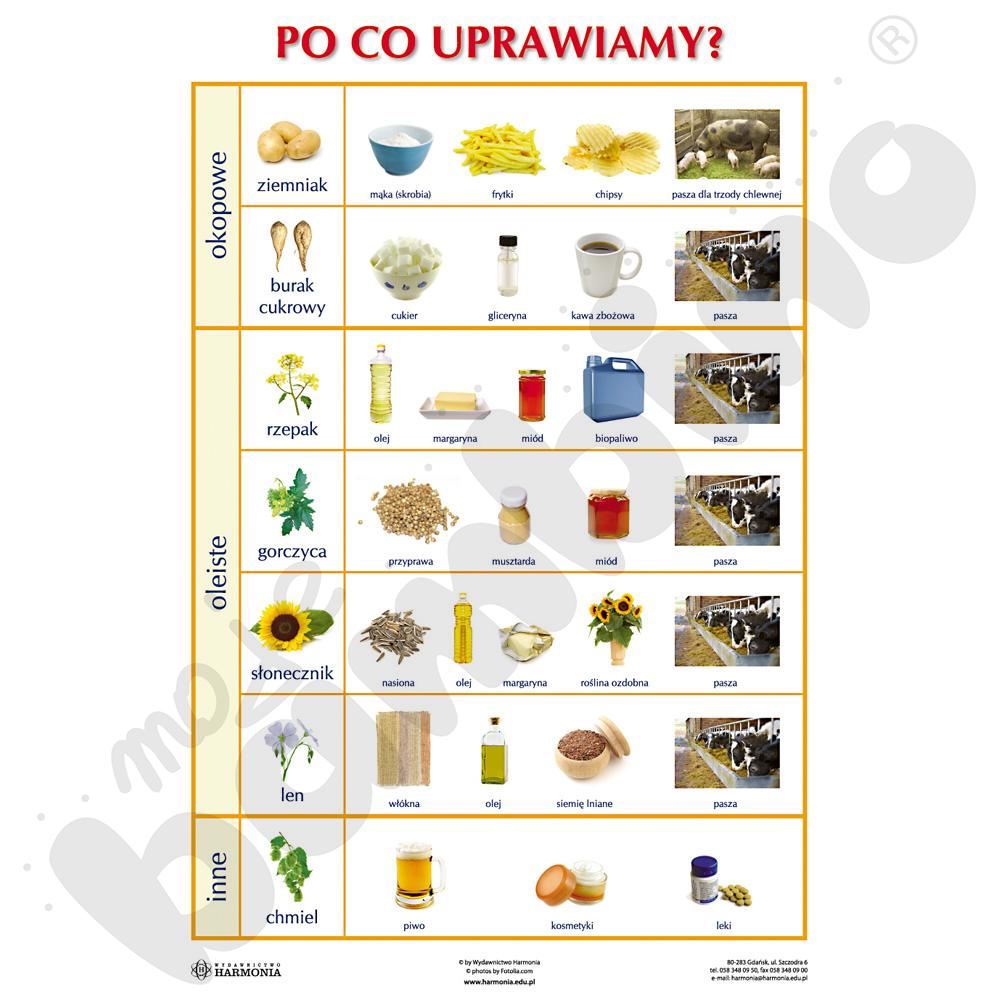 Dwustronna plansza tematyczna - Po co uprawiamy