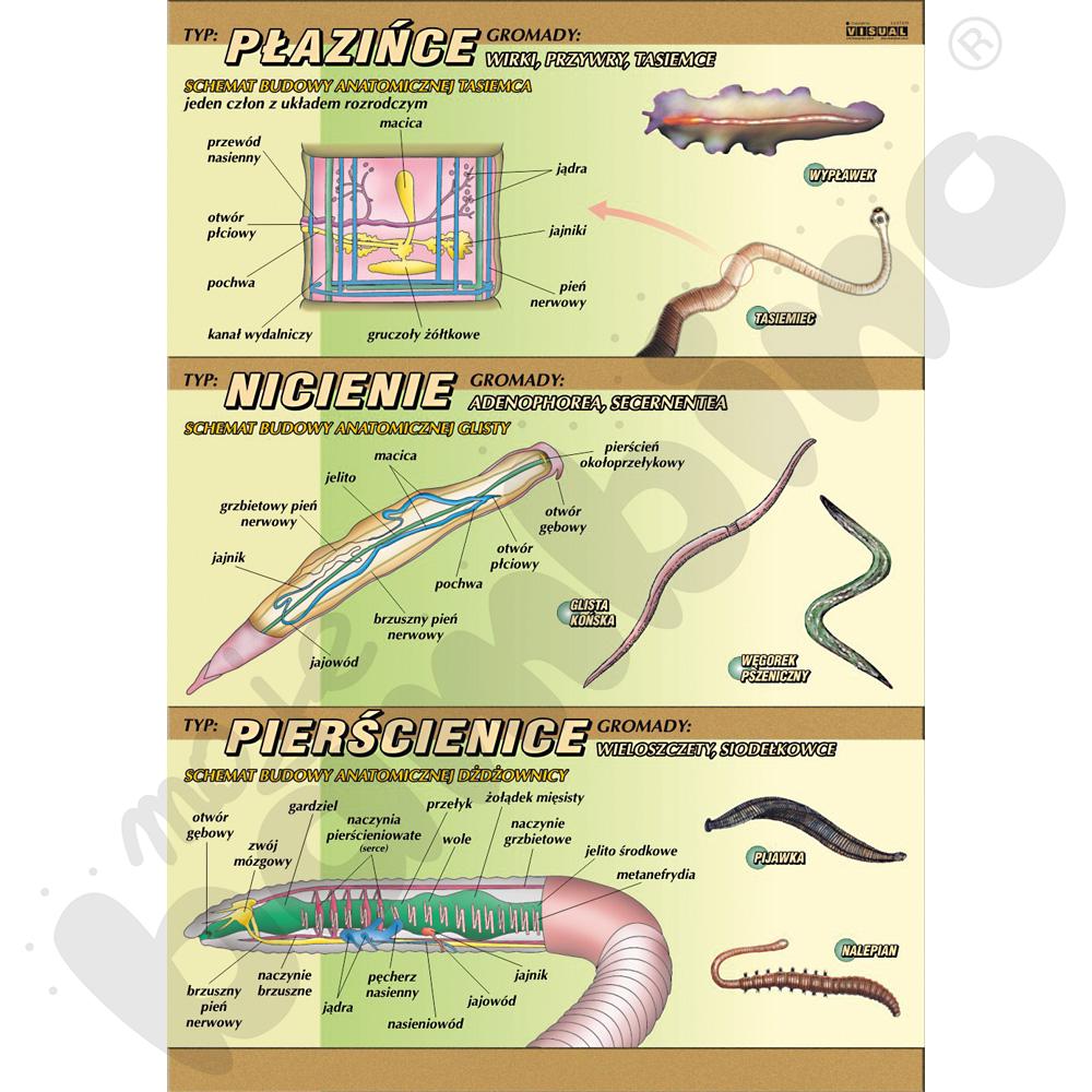 Plansza dydaktyczna - Płazińce, obleńce, pierścienice – budowa anatomiczna