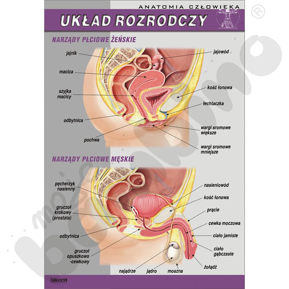 Plansza dydaktyczna - żeński i męski układ rozrodczy