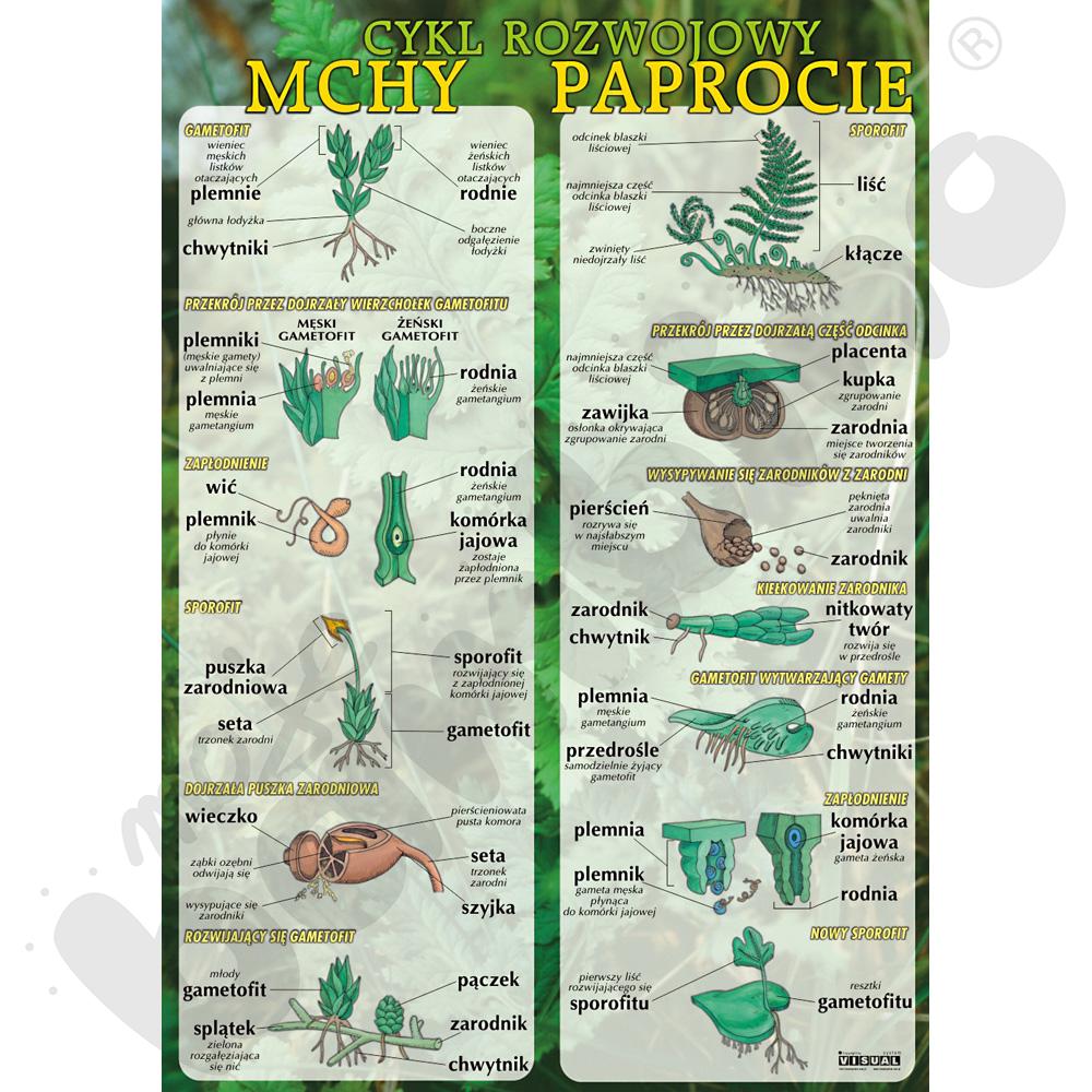 Plansza dydaktyczna - Mchy i paprocie - cykl rozwojowy