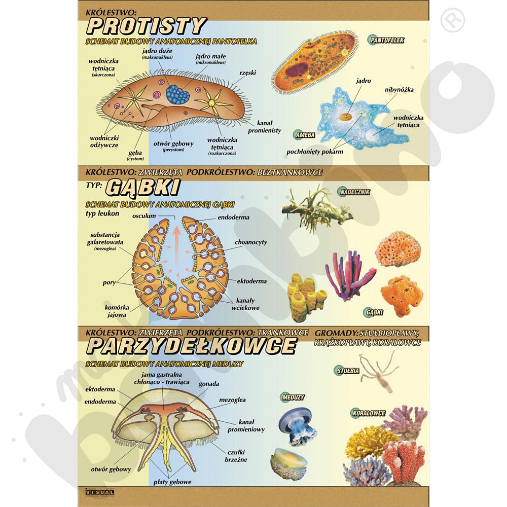 Plansza dydaktyczna - Pierwotniaki, gąbki, jamochłony – budowa anatomiczna