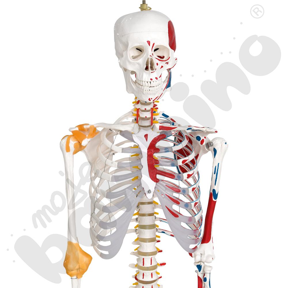 Szkielet z mięśniami i więzadłami 180 cm