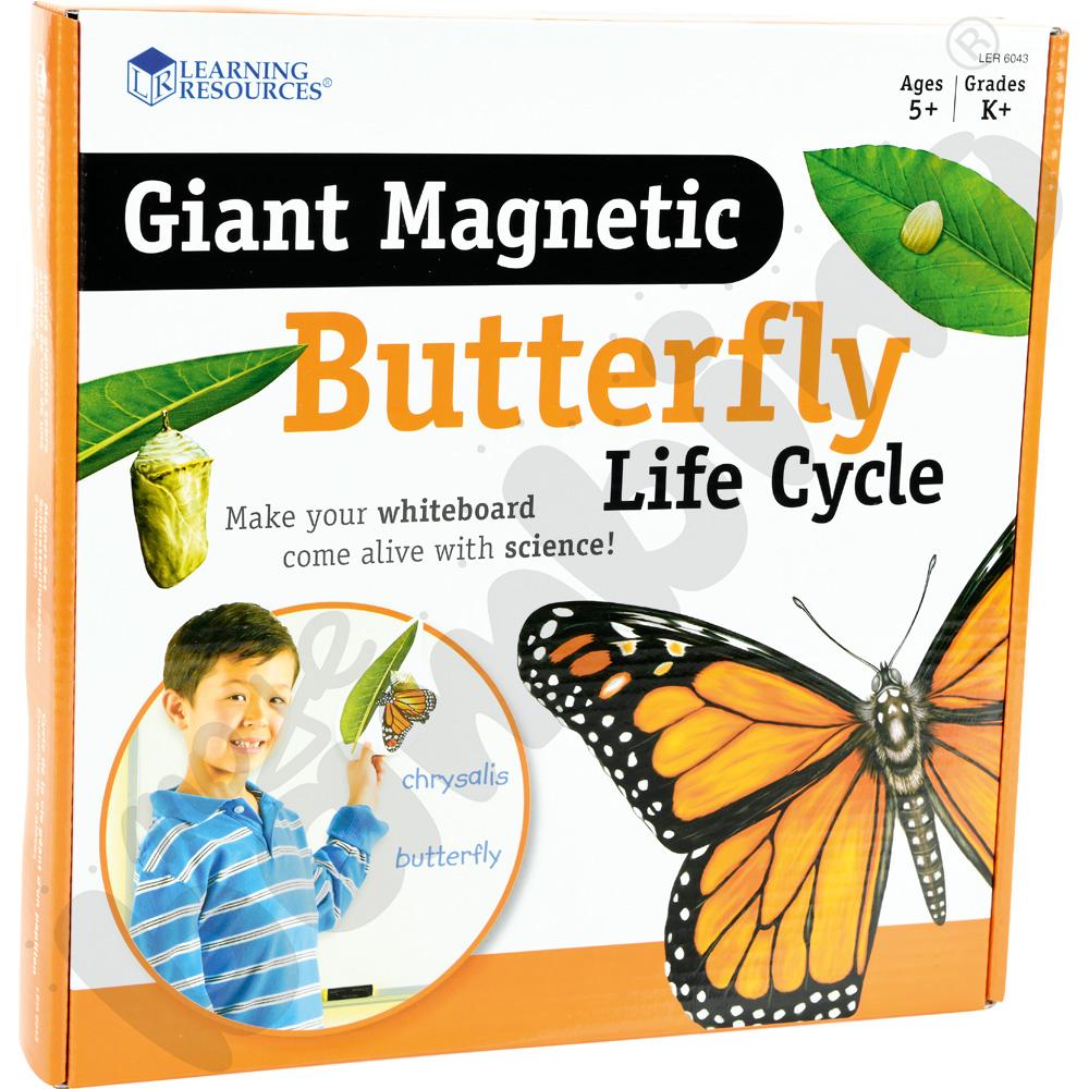 Duże magnetyczne karty - cykl życia motyla