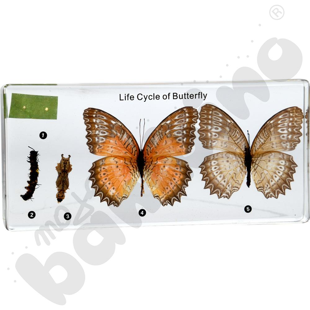 Cykl życia motyla w pleksi