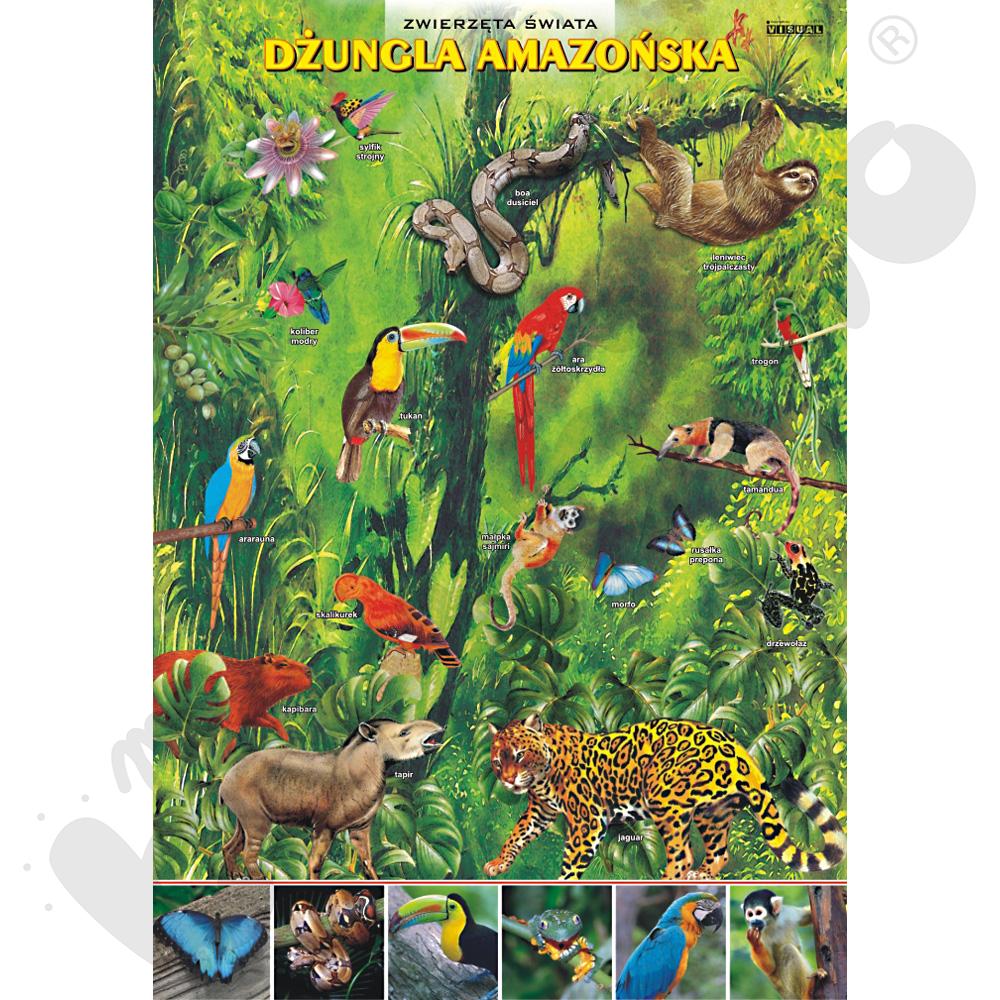 Plansza dydaktyczna - dżungla amazońska - zwierzęta
