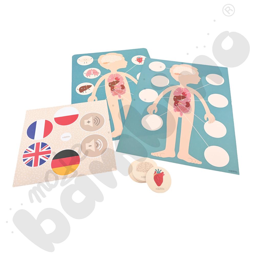 LOGI miniBot - narządy wewnętrzne człowieka