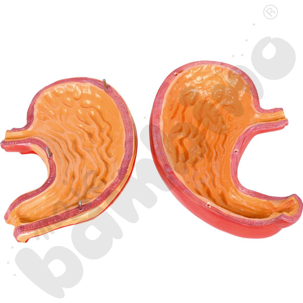 Model żołądka 2-częściowy