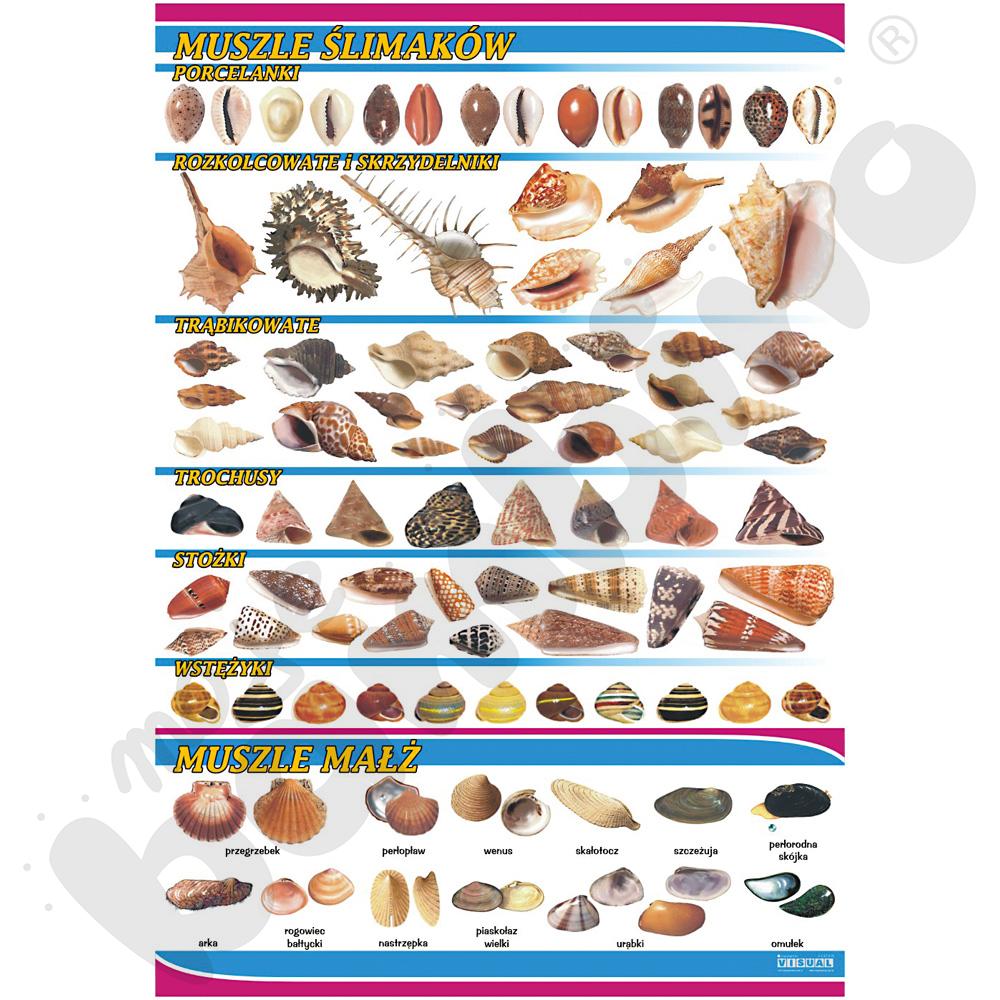 Plansza dydaktyczna - Muszle ślimaków i małż