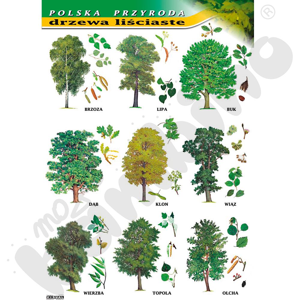 Plansza dydaktyczna - drzewa liściaste