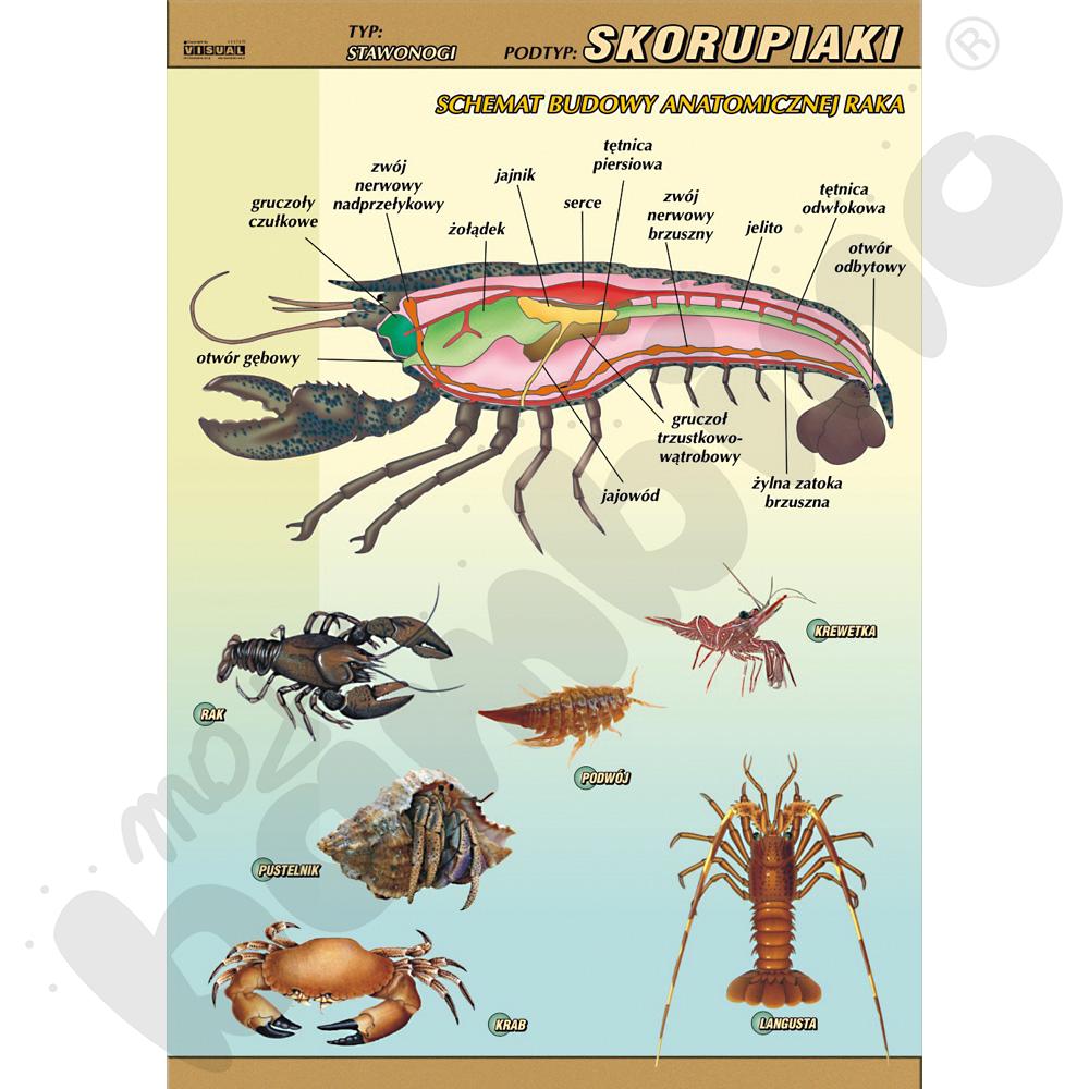 Plansza dydaktyczna - Skorupiaki - budowa anatomiczna