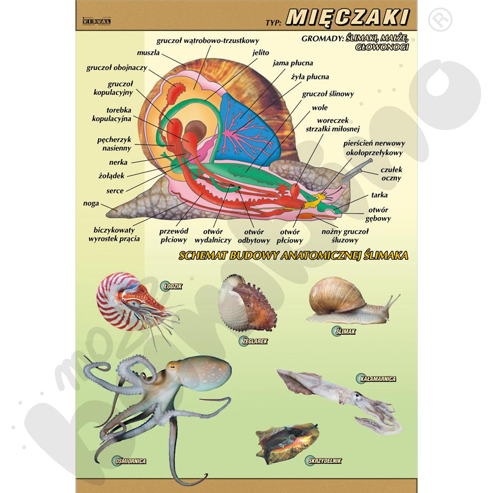 Plansza dydaktyczna - Mięczaki - budowa anatomiczna