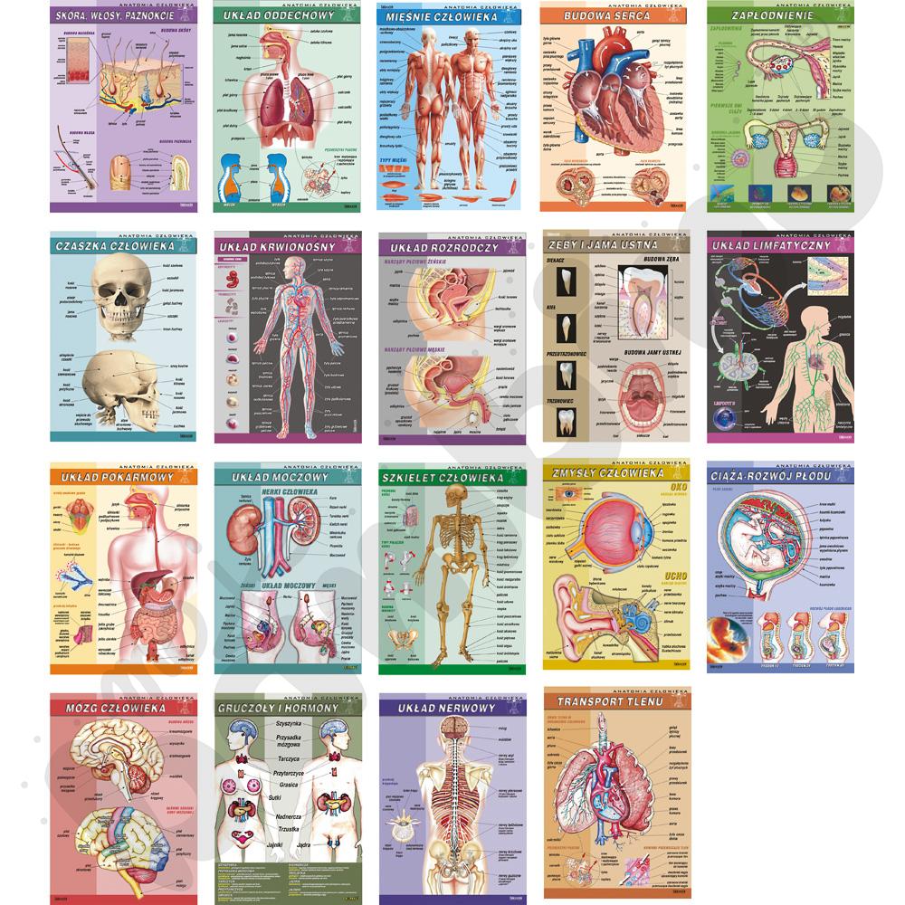 Anatomia człowieka - zestaw plansz dydaktycznych