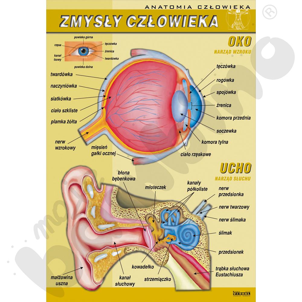 Plansza dydaktyczna - zmysły człowieka