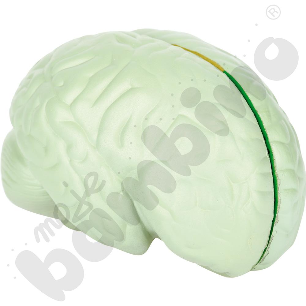 Model mózgu z pianki