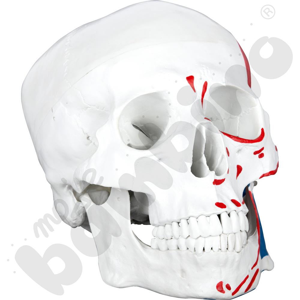 Model czaszki z mięśniami