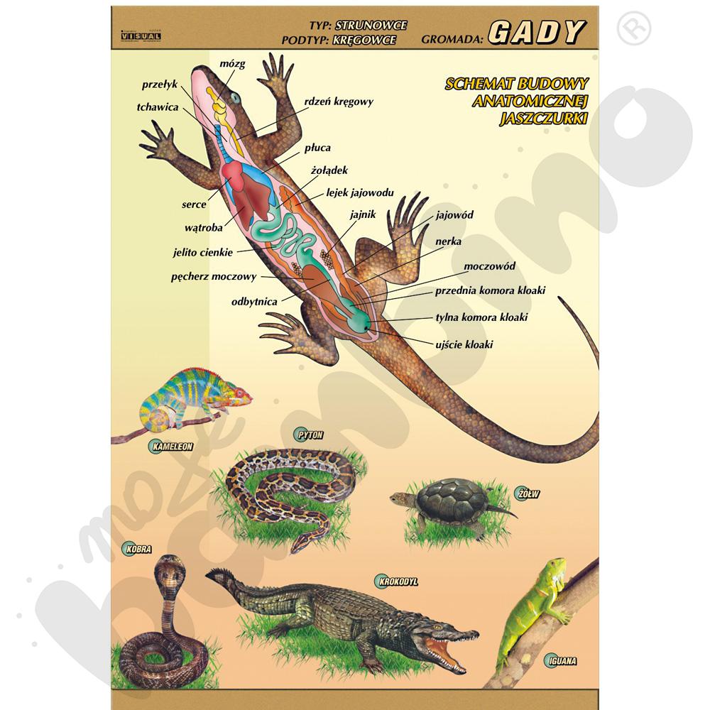 Plansza dydaktyczna - Gady - budowa anatomiczna