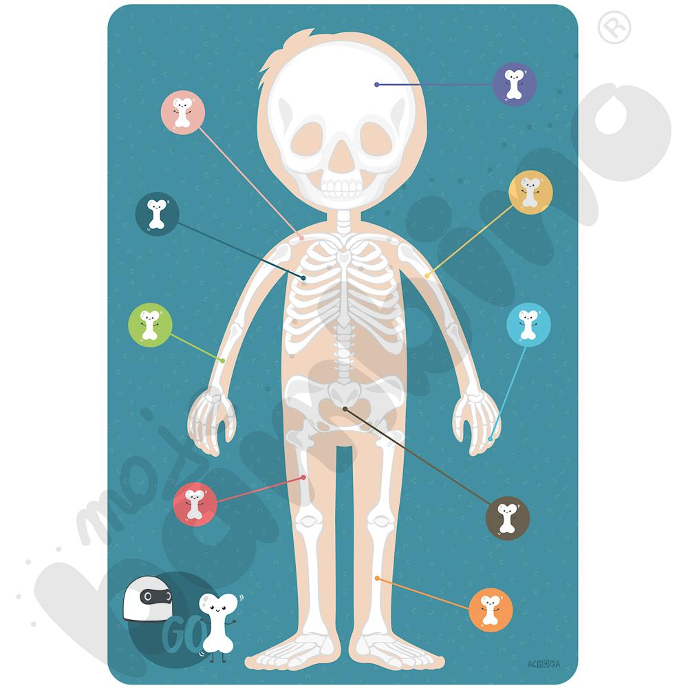 miniBOT - szkielet człowieka